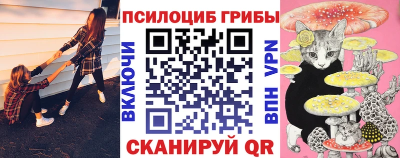 Купить закладки  Нестеров  Галлюциногенные грибы Cubensis 